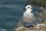  Mouette tridactyle (Beauharnois, 14 aot 2008)