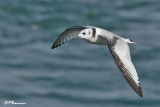 Mouette tridactyle (Beauharnois, 15 aot 2008)