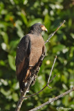 Buse buson/Rufous Crab-Hawk (Cano Ajies, 25 novembre 2008)