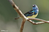 Calliste diable-enrhum/Turquoise Tanager (Las Claritas, 1er dcembre 2008)