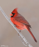 Cardinal rouge (le des Soeurs, 19 janvier 2009)