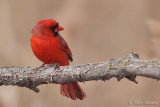 Cardinal rouge (Île des Soeurs, 15 avril 2010)