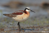 Phalarope de Wilson (Saint-Blaise, 26 avril 2008)