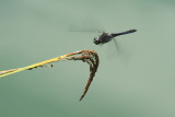 Damselflies Dragonflies
