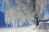 Rauhreif / Hoar Frost (91234)