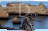 Just a Cat on the Seashore