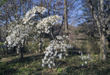 Early Spring Flowers