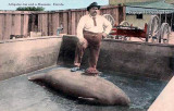 Early 1900's - Warren Frazier, better known as Alligator Joe, with a manatee in a pen