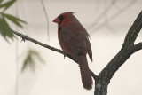 CRW_6736.jpg