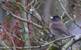 Oregon Junco