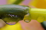 Daffodil Drops