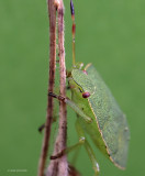 Palomena prasina