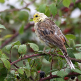 Emberiza citrinella - Bruant jaune - Yellowhammer