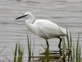 Aigrette garzette