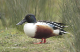 Canard souchet (mle)