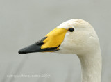 Cygne chanteur