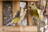 Carduelis chloris - Verdier dEurope - Greenfinch