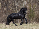 Frison