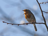 Erithacus rubecula - Rougegorge familier - European Robin