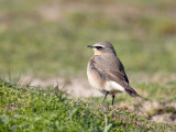 Oenanthe oenanthe - Traquet motteux - Northern Wheatear