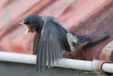Hirundo rustica - Hirondelle rustique - Barn Swallow