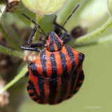 Graphosoma lineatum (Graphosoma italicum)