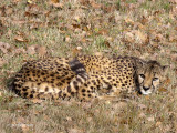 Gupard - Cheetah - Acinonyx jubatus jubatus