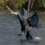 Phalacrocorax carbo