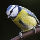 Cyanistes caeruleus - Msange bleue - Eurasian Blue Tit