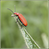 Pyrochroa Serraticornis