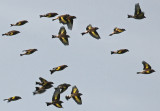 Carduelis carduelis - Chardonneret lgant - Goldfinch