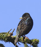 Sturnus vulgaris - Etourneau sansonnet - Common Starling