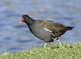 Gallinula chloropus