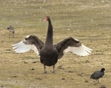 Cygne noir - Cygnus atratus - Black Swan