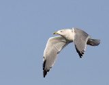 Larus Michahellis