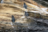 Galapagos Penguins