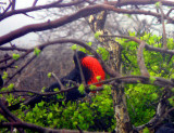 Frigate Bird