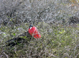 Frigate Bird