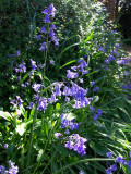 A BLUEBELL BORDER   548