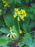 COWSLIPS