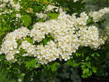 MAY TREE BLOSSOM