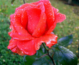 A GLISTENING ROSE   1029