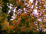 AUTUMN CANOPY