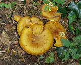 FUNGI IN THE HEDGE