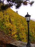 A PATH INTO THE VINEYARDS   637
