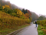 AT THE END OF THE VINEYARD WALK