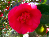 CAMELLIA