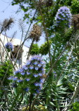 A PRIDE OF MADEIRA    1166