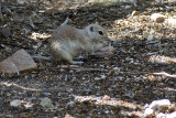 Round-tailed Ground Squirrel-1.jpg