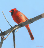 Cardinal rouge mle - Northern Cardinal